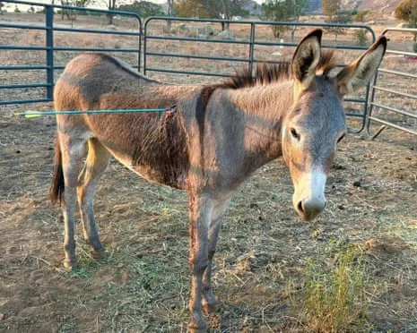 Donkey On the Mend After Latest Projectile Strike on Wild Burros in the Golden State