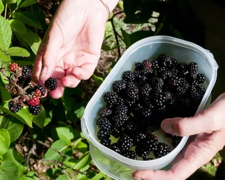 In Search Of: Scrumptious Baked Goods to Put to Good Use a Surplus of House-Made Jam