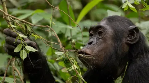 Apes Ingesting the Equivalent of One Lager Per Day from Overripe Fruit, Study Reveals